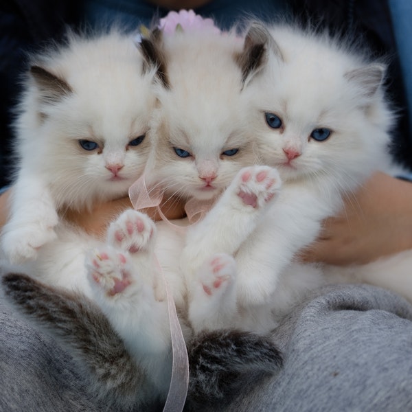Cute blue eyed white cats