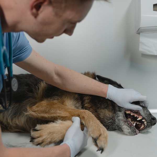 Dentist examining pet teeth