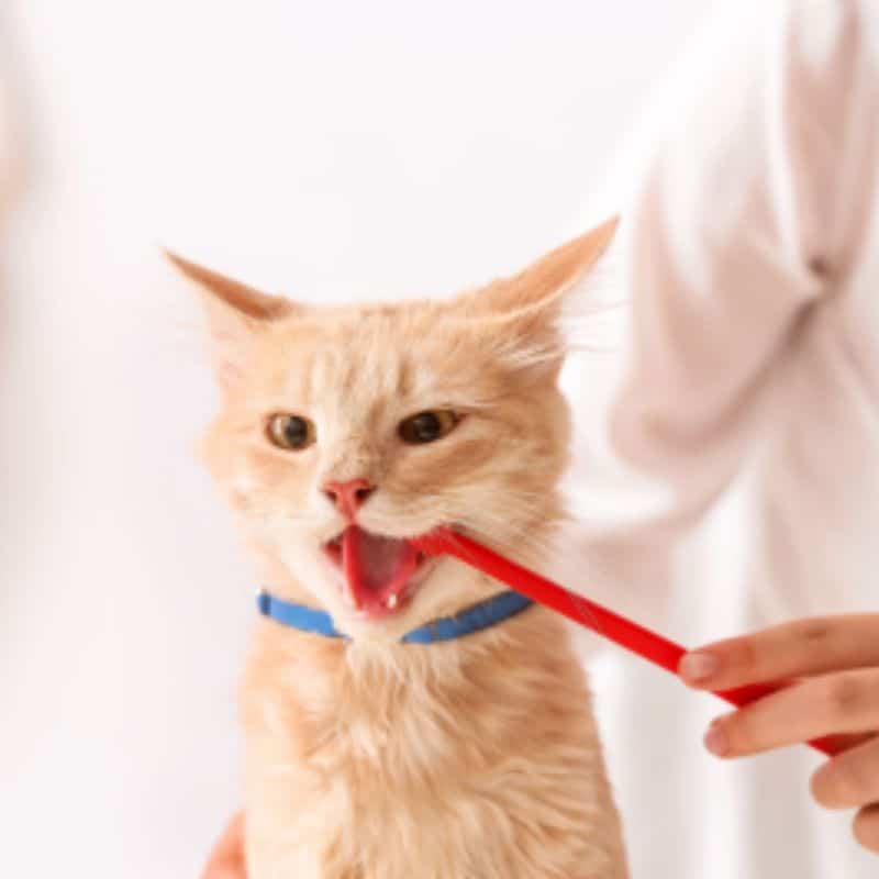 Cat Dental cleaning